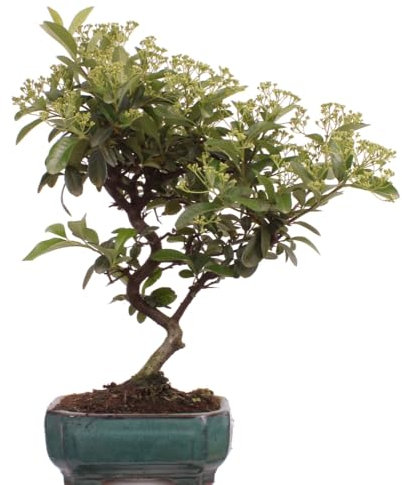 Bonsai - Pyracantha spec., Feuerdorn 225/46