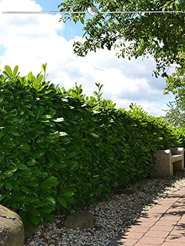 Großblättriger Kirschlorbeer 120-140 cm IM TOPF. 18 immergrüne Heckenpflanzen