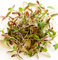 Gemüse-Amaranth - Grüner Fuchsschwanz - Amarant - 300 Samen