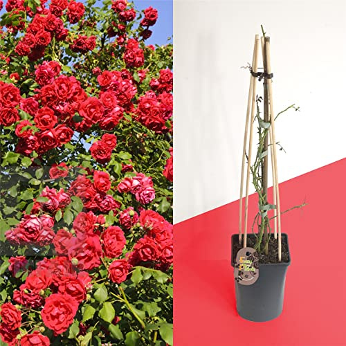 Blue Magic Design 1 Fragrant Outdoor Climbing Rose Bush in pot Flower Garden Plant Shrub - Red