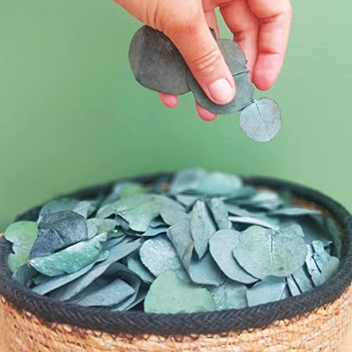 Oning 300+ Eukalyptus Blätter Konfetti für JGA, Echte Silberdollar Eukalyptus Getrocknet, beschneidbar Eukalyptusblätter Trockenblumen für Hochzeit Dekoration Baby Shower DIY (Green, S)