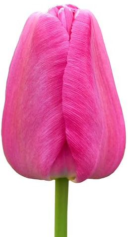 The Bulb Farmers - 64 x Tulpe 'Purple Pride' - Lila - Blumenzwiebeln direkt vom Züchter - Frühjahrsblüher - Zwiebelgröße Z 12- (die optimale Größe für den Garten)