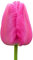 The Bulb Farmers - 64 x Tulpe 'Purple Pride' - Lila - Blumenzwiebeln direkt vom Züchter - Frühjahrsblüher - Zwiebelgröße Z 12- (die optimale Größe für den Garten)