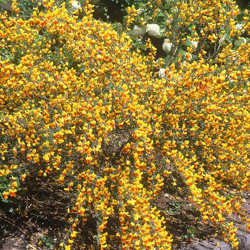Cytisus Splendens - Broom Plant - Garden Plants Outdoor Garden Ready - Garden Shrubs Hardy - Outdoor Plants All Year Round - Outdoor Flowers Shrubs and Bushes for Garden Pot (9cm Pot, 15-25cm)
