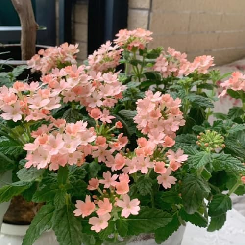 Semi di Verbena Hybrida, Le da giardino sono Verbena Hortensis, resistenti all'esterno Le perenni sono perenni 300pcs