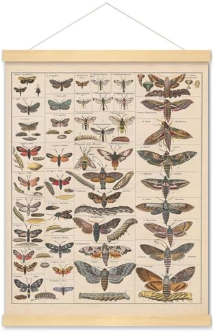 Meishe Art Poster Print Vintage Moth Insects Breeds Identification Reference Chart Species Collection Entomology Diagram Classroom Club Wall Decor