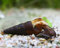 Garnelio Indische Turmdeckelschnecke - Melanoides tuberculata