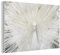 MuchoWow Glasbild Glasfoto Wandbild Bilder Deko 120x80 cm Pfau - Federn - Weiß