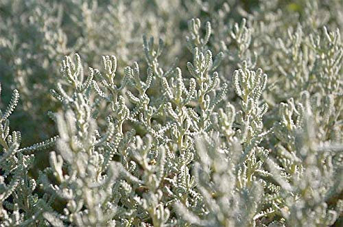 Santolina chamaecyparissus - Heiligenkraut - Zypressenkraut - Heilpflanze - 20-25cm