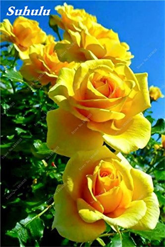 Seeds 50 pcs roses flower of the rose easy to grow do -it -yourself garden bonsai Seeds garden of the house house at wife best birthday gift 19: Only Seeds