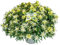 Pianta vera di Azalea mollis Starstyle White - Diametro Vaso Ø 19 cm