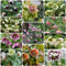 25 pcs christrosen pflanzen winterhart mix samen - gartenblumen mehrjährig winterhart Christrose, nachhaltige geschenke für frauen bienenfreundliche blumensamen deko modern