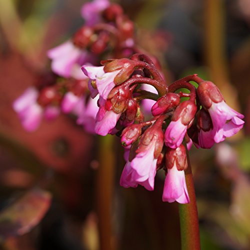 Blumixx Stauden Bergenia Hybride 'Oeschberg' - Bergenie rosa