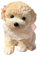 Squishy Hunde, Dog Squeeze Toy, Dog Tab-a Squishy Fidget Toys, 13 X 13 cm Emulation Dog Squeeze Toy, Squishys-Spielzeug Hunde, Stressabbau-Squishie Für Partygeschenke Für Kind, Süßes (C)
