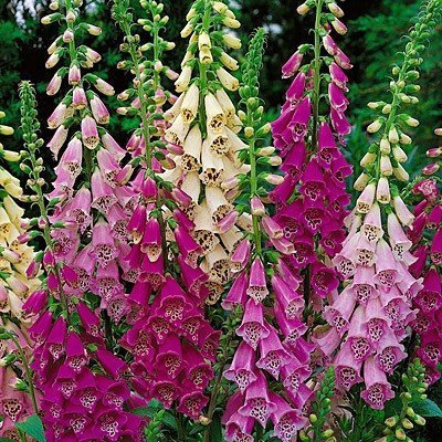 Pack x6 Dwarf Foxglove Digitalis 'Foxy Mixed' Cottage Garden Plug Plants