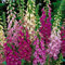Pack x6 Dwarf Foxglove Digitalis 'Foxy Mixed' Cottage Garden Plug Plants