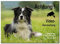 Border Collie-Achtung Videoüberwachung-Hund-Schild-Hundeschild-150 x 100 x 3 mm + 200 x 150 x 3 mm + 300 x 200 x 3 mm-Alu.-Dibond-Tierschild-Warnschild-Hinweisschild (1452-130=15 x 10 cm ohne Löcher)