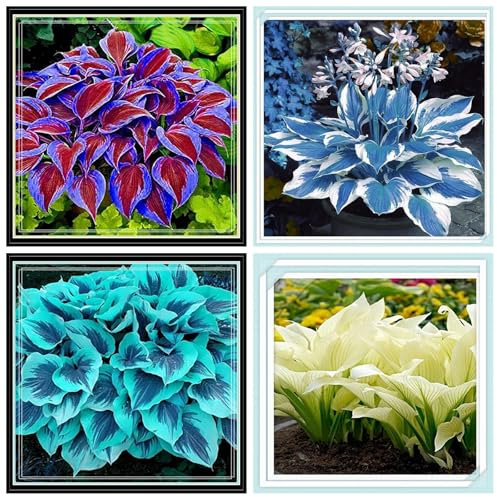 Funkie-Zwiebeln, MehrjäHrige Hosta, Einfach Zu ZüChten, Zum Pflanzen In SchattentöPfen In GäRten Im Freien-4 Zwiebeln-F