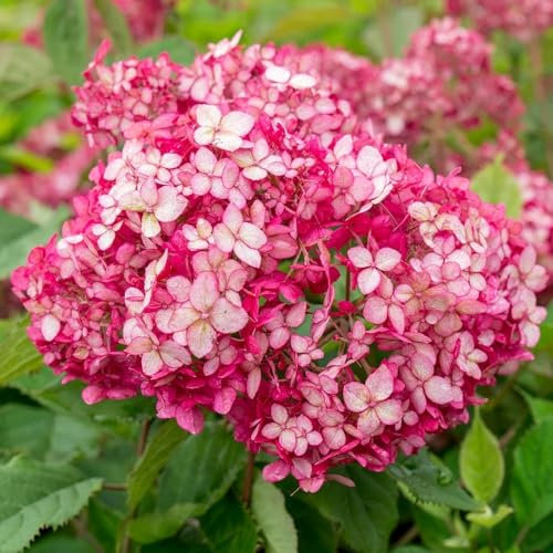 Plant Theory Ruby Annabelle Sevenbark Hydrangea Arborescens Shrub Plant 3L Pot