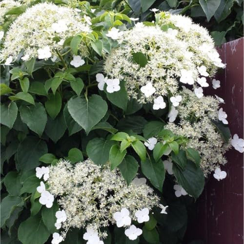 Hydrangea petiolaris | 2L | Perennial