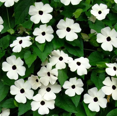 100 Stück weiße Thunbergia-Blumensamen