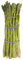 Grüner Spargel (Asparagus officinalis &Mary Washington) 50 Samen