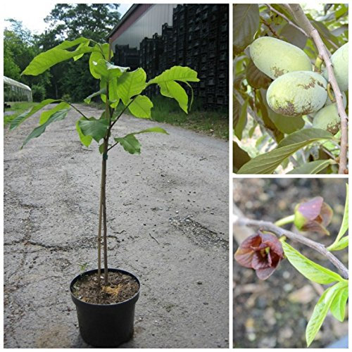 Paw Paw, Indianerbanane Asimina triloba Sämling, ca. 40-60 cm, Pflanze im 5 Liter Topf
