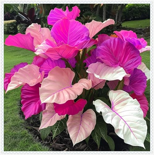 Ornamental Flowers, Hosta Bulbs Live, Hosta Plants for Sale, Perennial, Easy Plant, Wedding Flowers, Bulbs Mix, 4bulbs-k