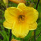 Blumixx Stauden Hemerocallis Hybride 'Pizza' - Taglilie orangegelb