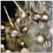 ARTland Wanddeko Glasbilder Wandbild Glas Bild einteilig 50 x 50 cm Quadratisch Innere Ruhe Wellness Pflanzen Mikro Makro Blumen Pusteblume Regen Tau Tropfen T1RG