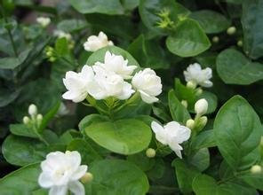 100 Stück/Pack Jasmin Blume Samen Weiß Jasmin Samen, duftende Pflanze arabischen Jasmin Samen