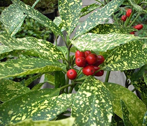 Aucuba japonica Variegata - Japanische Aukube Variegata - Japanische Goldorange - Metzgerpalme - Fleischerpalme -