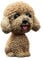 Evenlyao Wackelkopf Figur Auto Hund Haustier Figur Spielzeug Für Auto Armaturenbrett Dekoration - Teddy, Corgi, Französische Bulldogge, Pommern - Blau