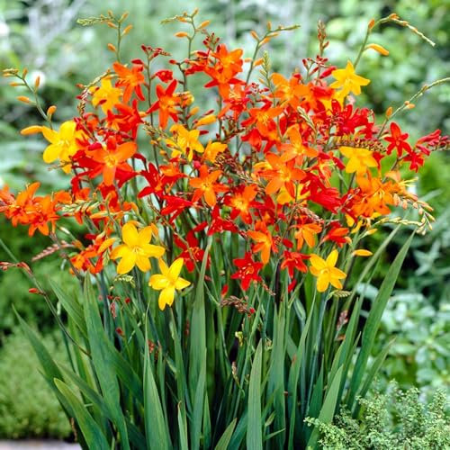 Crocosmia Montbretia Blumenwwiebeln Kollektion, 50 Zwiebeln, 5 Sorten, 10 von jeder Farbe Mix, Ideal als Topf und Gartenpflanze, Blumenzwiebeln Mischung aus Holland