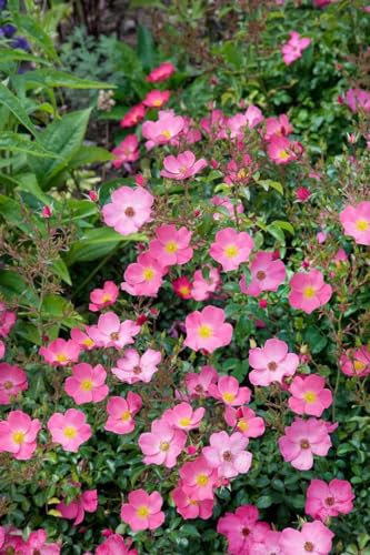 Rosa 'Fortuna' – Winterhart, Mehrjährig, Pflegeleicht – Edelrose – Beet- & Kübelpflanze für Garten & Terrasse