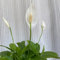 pianta di giglio pace - semi decorazione vegetale rara piante da giardino resistenti pianta da balcone giglio pace semi di erbe aromatiche semi di piante piante perenni 150pcs