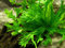 Plante tropicale Microsorium Pteropus Windelov