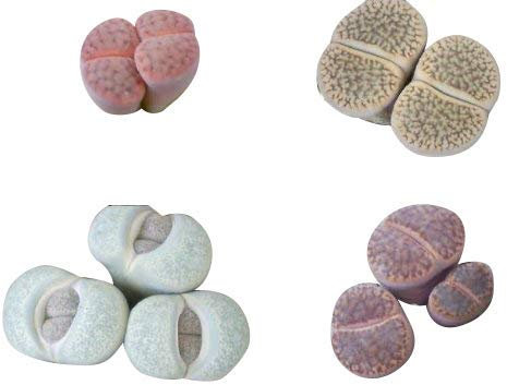 20 Samen Lithops Mix ***Lebende Steine*** Viele bunte Arten