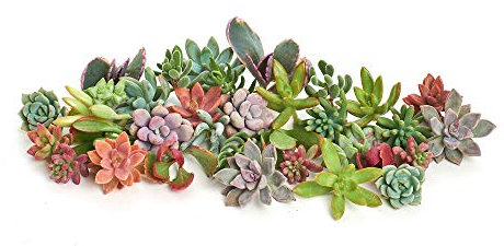 Kit 30 Cactus y Suculentas en Maceta Pequeña Kit Ahorro Plantas Naturales