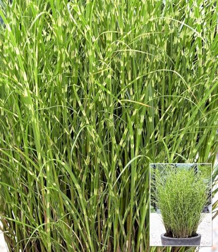 BALDUR Garten 5x Chinaschilf Zebragras, Pflanzen im 9x9 cm-Topf | Miscanthus zebrinus strictus, Chinagras, aufälliges Ziergras, winterharte Staude, mehrjährig, Schnittblume, pflegeleicht