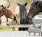 Vlies Tapete XXL Poster Fototapete Pferde Katzen Freunde Farbe color, Größe 160 x 120 cm