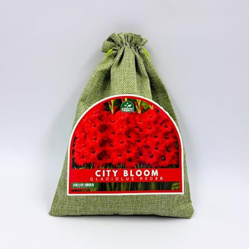 Nojus City Bloom Gladiolus Red 30 – Mix di Bulbi di Gladiolo Rossi, Fiori Estivi Intensi per Giardino, Aiuole, Bordure e Fiori Recisi – 30 Pezzi