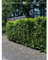 Kirschlorbeer Lorbeerkirsche Novita 140-160 cm. 25 St. Kirschlorbeer Hecke