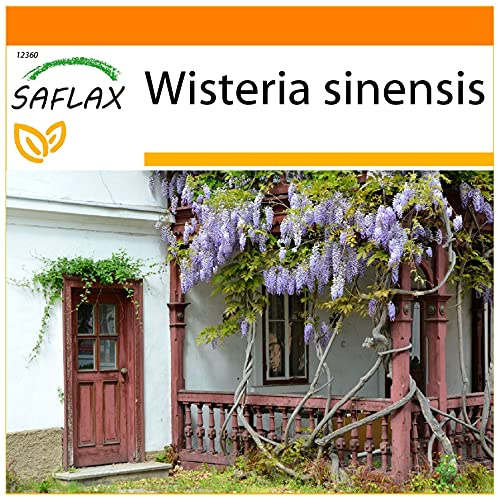 SAFLAX - Garden in The Bag - Blue Chinese Wisteria - 4 Seeds - Wisteria sinensis