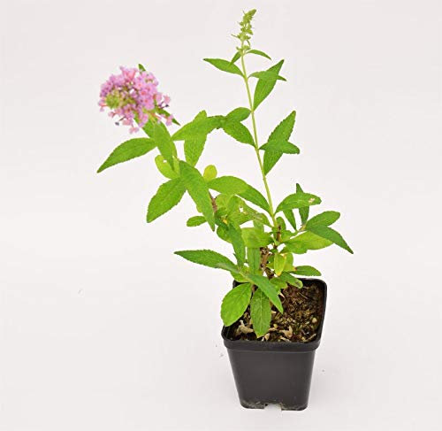 Pianta Buddleja, Vaso 7cm, Altezza 20/25cm