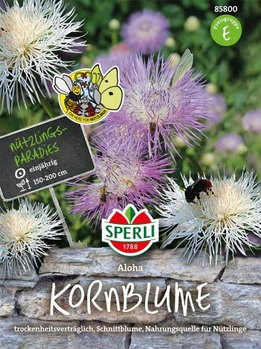 Sperli Kornblume Aloha