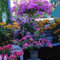 1000 piezas semillas resistentes de la planta de la buganvilla, arbustos de rápido crecimiento (Bougainvillea spectabilis) flores decorativas, plantas de balcón semillas exóticas,