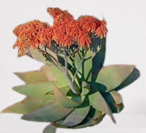 Lot de 25 graines à semer - Le Grenier d'Abondance - ALOE Striata - Plante succulente