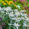 100 Samen Alpen-Edelweiß (Leontopodium alpinum) Edelweiss