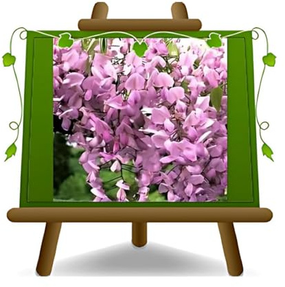 Wisteria Brakybotrys Showa Beni Glicine Rosa Pastello Vaso 17 cm